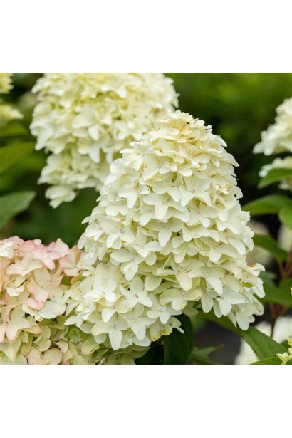 Hydrangea paniculata Bokraflame PBR